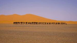 caravan sahara camels