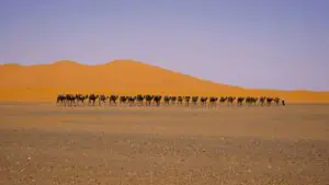 caravan sahara camels