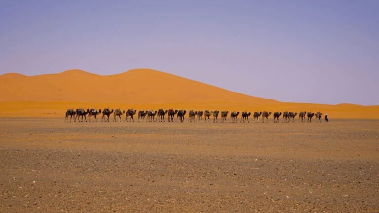 Contact our local desert travel planners for student travels and authentic journeys across Morocco. Plan Sahara trips, cultural routes, and local experiences.