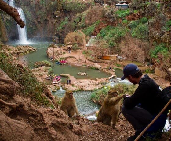 monkey ouzoud waterfalls monkeys day tour